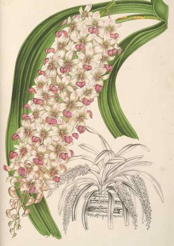 Reproducción/Reproduction 49690415316: L'Illustration horticole :. Gand, Belgium :Imprimerie et lithographie de F. et E. Gyselnyck,1854-1896.. 