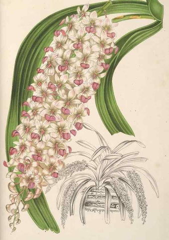 Reproducción/Reproduction 49690415316: L'Illustration horticole :. Gand, Belgium :Imprimerie et lithographie de F. et E. Gyselnyck,1854-1896.. 
