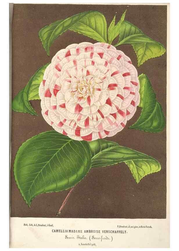 Reproducción/Reproduction 49690415571: L'Illustration horticole :. Gand, Belgium :Imprimerie et lithographie de F. et E. Gyselnyck,1854-1896.. 