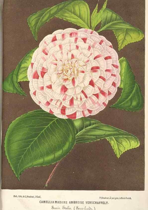 Reproducción/Reproduction 49690415571: L'Illustration horticole :. Gand, Belgium :Imprimerie et lithographie de F. et E. Gyselnyck,1854-1896.. 