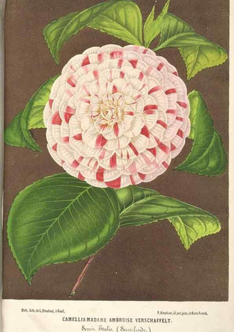 Reproducción/Reproduction 49690415571: L'Illustration horticole :. Gand, Belgium :Imprimerie et lithographie de F. et E. Gyselnyck,1854-1896.. 
