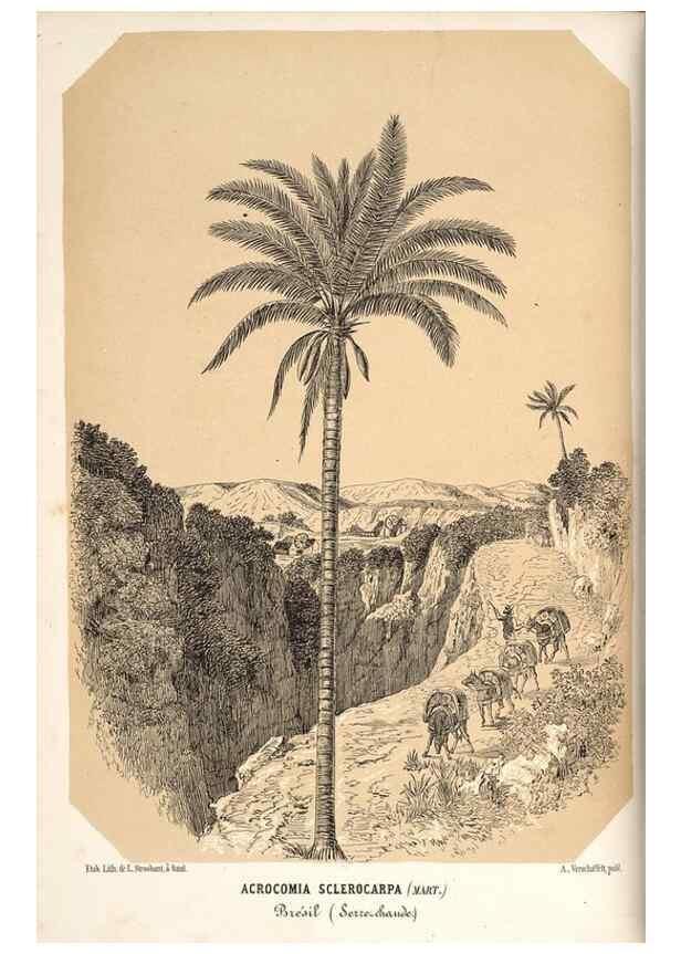 Reproducción/Reproduction 49689881028: L'Illustration horticole :. Gand, Belgium :Imprimerie et lithographie de F. et E. Gyselnyck,1854-1896.. 