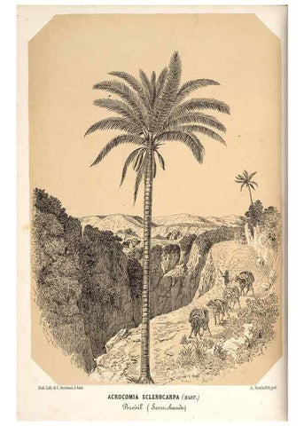 Reproducción/Reproduction 49689881028: L'Illustration horticole :. Gand, Belgium :Imprimerie et lithographie de F. et E. Gyselnyck,1854-1896.. 