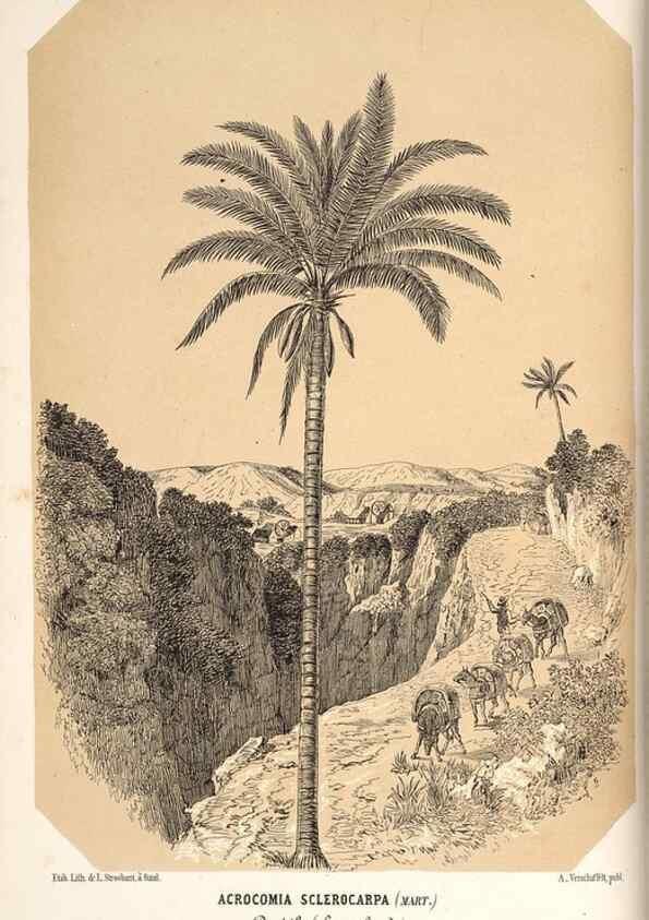 Reproducción/Reproduction 49689881028: L'Illustration horticole :. Gand, Belgium :Imprimerie et lithographie de F. et E. Gyselnyck,1854-1896.. 