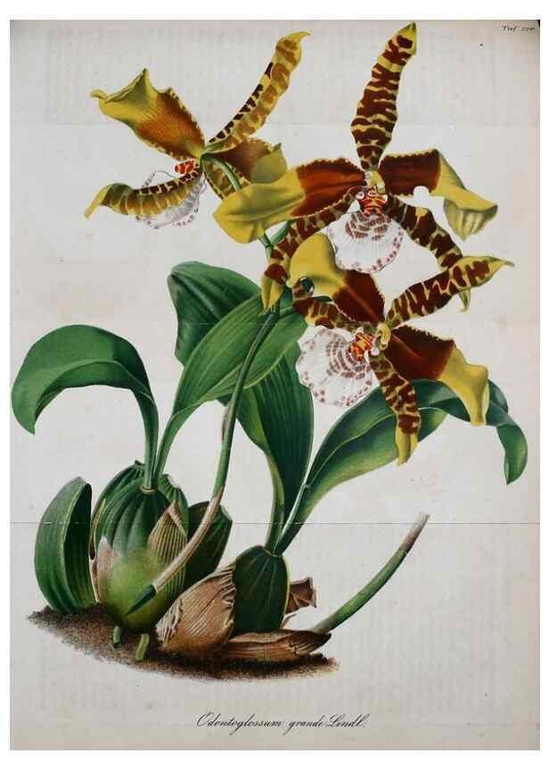 Reproducción/Reproduction 49690357461: Gartenflora.. Erlangen :F. Enke,1852-1940.. 
