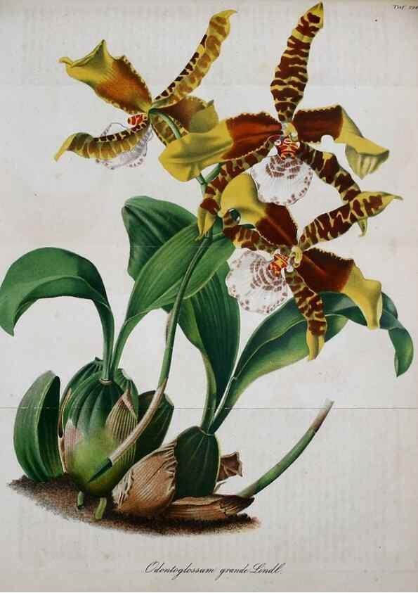 Reproducción/Reproduction 49690357461: Gartenflora.. Erlangen :F. Enke,1852-1940.. 