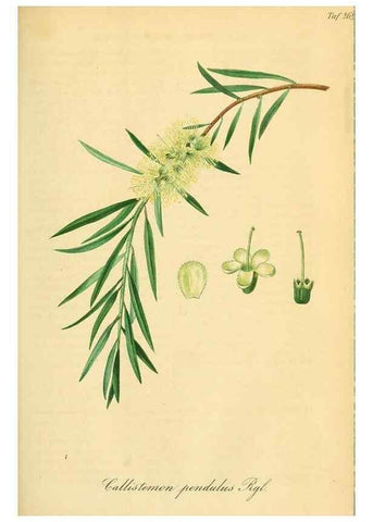 Reproducción/Reproduction 49690668202: Gartenflora.. Erlangen :F. Enke,1852-1940.. 