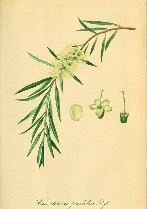 Reproducción/Reproduction 49690668202: Gartenflora.. Erlangen :F. Enke,1852-1940.. 