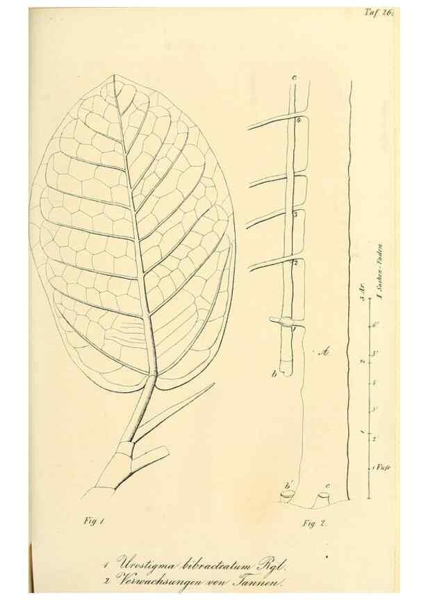Reproducción/Reproduction 49689822868: Gartenflora.. Erlangen :F. Enke,1852-1940.. 