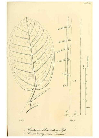 Reproducción/Reproduction 49689822868: Gartenflora.. Erlangen :F. Enke,1852-1940.. 
