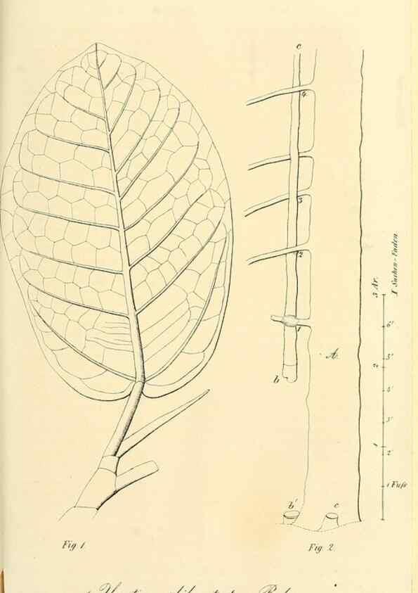 Reproducción/Reproduction 49689822868: Gartenflora.. Erlangen :F. Enke,1852-1940.. 