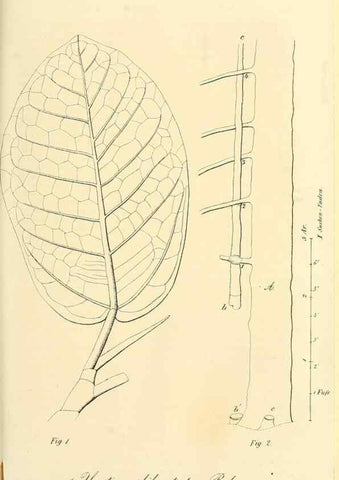 Reproducción/Reproduction 49689822868: Gartenflora.. Erlangen :F. Enke,1852-1940.. 