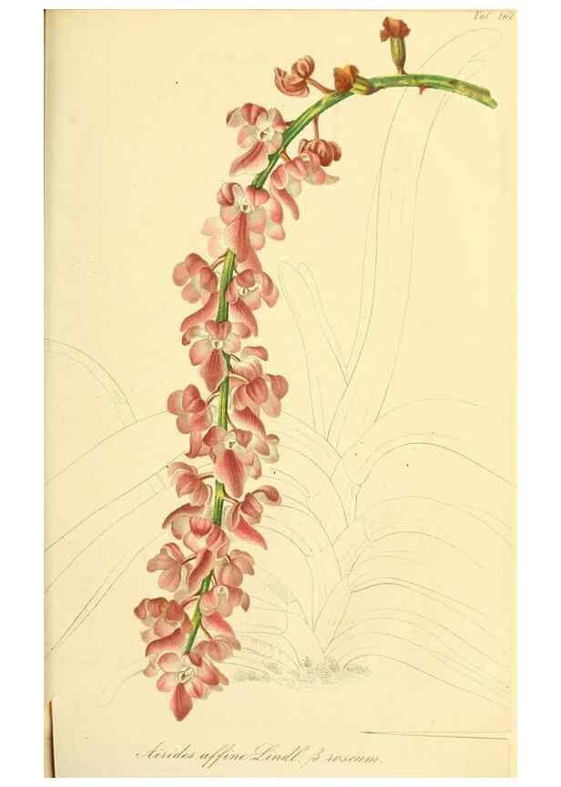 Reproducción/Reproduction 49690356971: Gartenflora.. Erlangen :F. Enke,1852-1940.. 
