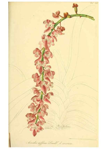 Reproducción/Reproduction 49690356971: Gartenflora.. Erlangen :F. Enke,1852-1940.. 