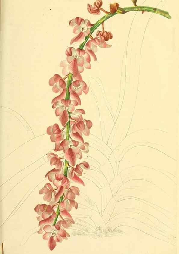 Reproducción/Reproduction 49690356971: Gartenflora.. Erlangen :F. Enke,1852-1940.. 