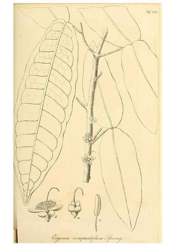 Reproducción/Reproduction 49690353541: Gartenflora.. Erlangen :F. Enke,1852-1940.. 