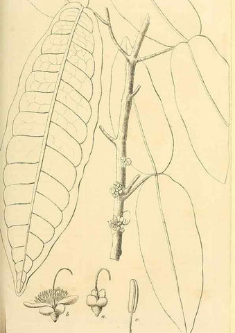 Reproducción/Reproduction 49690353541: Gartenflora.. Erlangen :F. Enke,1852-1940.. 