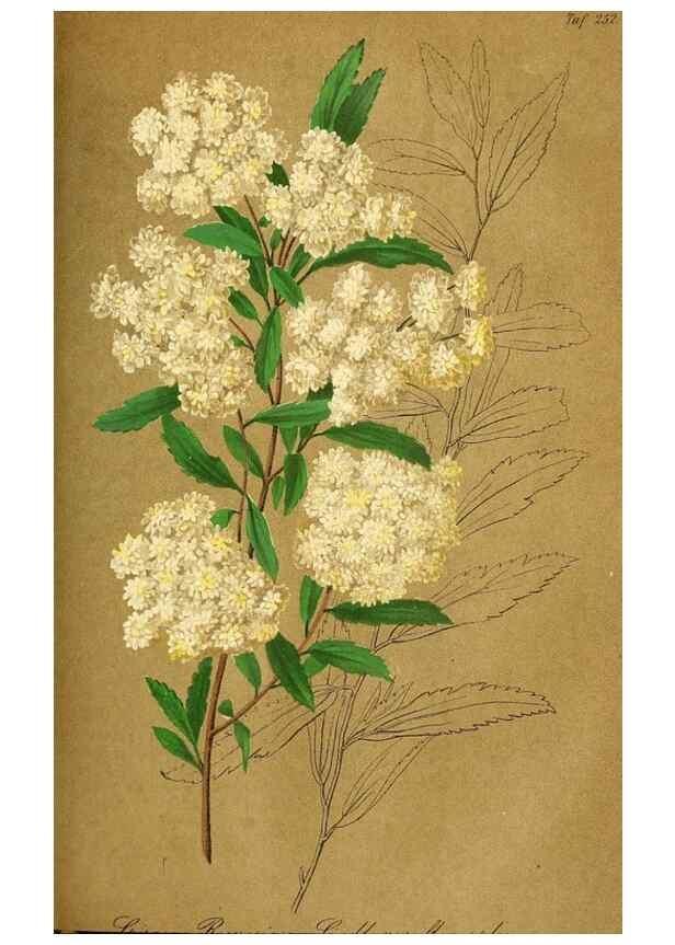 Reproducción/Reproduction 49690664837: Gartenflora.. Erlangen :F. Enke,1852-1940.. 