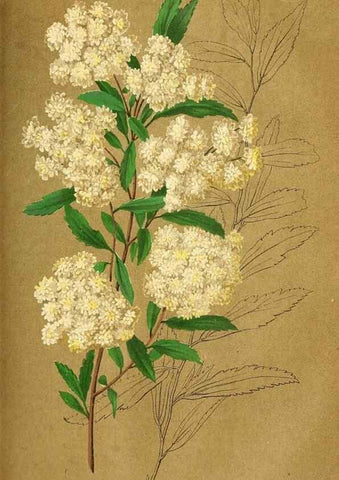 Reproducción/Reproduction 49690664837: Gartenflora.. Erlangen :F. Enke,1852-1940.. 