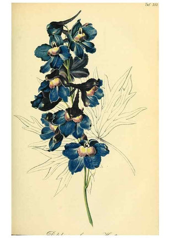 Reproducción/Reproduction 49689819923: Gartenflora.. Erlangen :F. Enke,1852-1940.. 