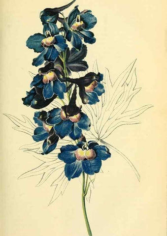 Reproducción/Reproduction 49689819923: Gartenflora.. Erlangen :F. Enke,1852-1940.. 