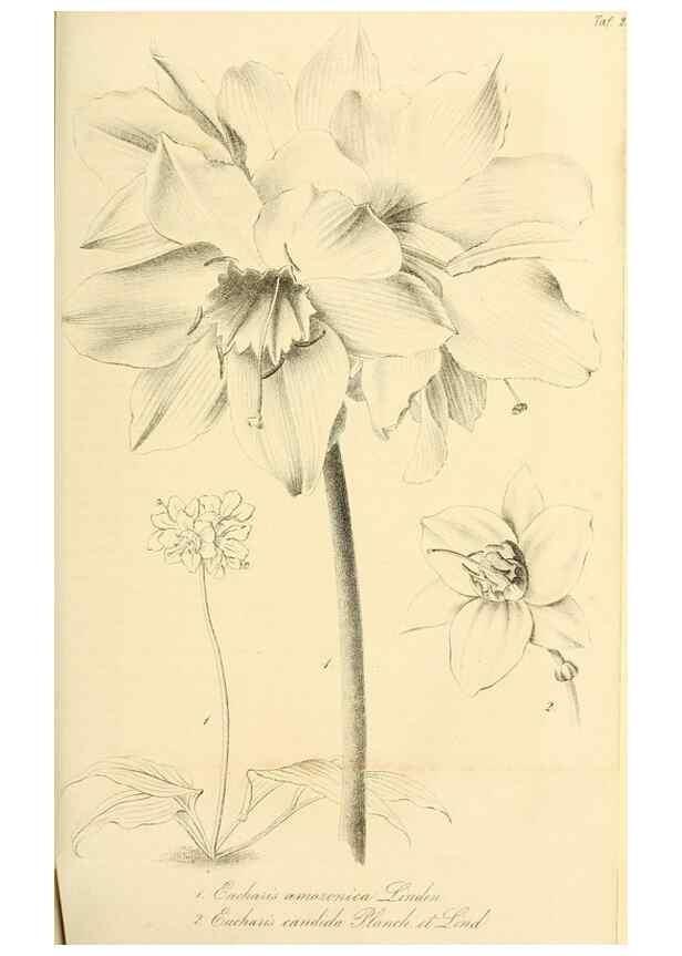 Reproducción/Reproduction 49689820098: Gartenflora.. Erlangen :F. Enke,1852-1940.. 