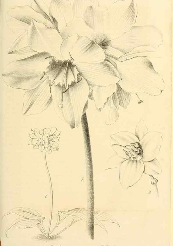 Reproducción/Reproduction 49689820098: Gartenflora.. Erlangen :F. Enke,1852-1940.. 