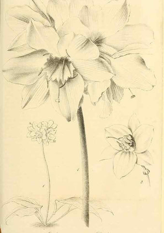 Reproducción/Reproduction 49689820098: Gartenflora.. Erlangen :F. Enke,1852-1940.. 