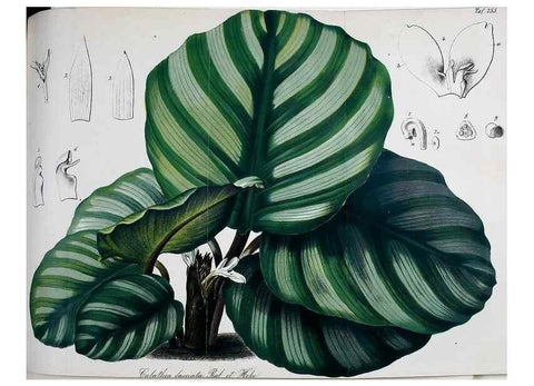 Reproducción/Reproduction 49690354376: Gartenflora.. Erlangen :F. Enke,1852-1940.. 