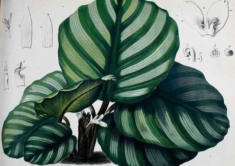 Reproducción/Reproduction 49690354376: Gartenflora.. Erlangen :F. Enke,1852-1940.. 
