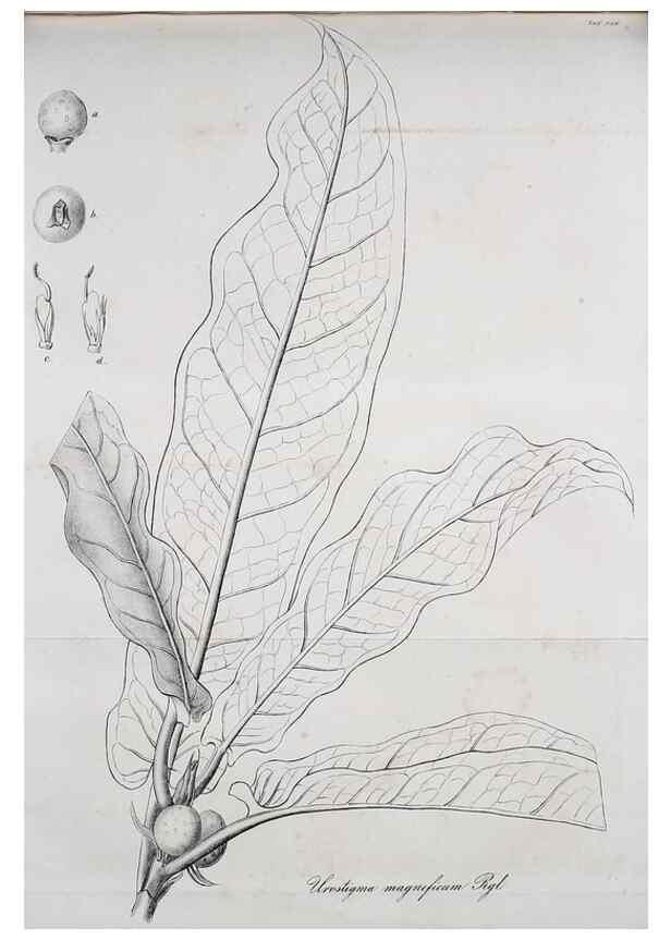 Reproducción/Reproduction 49689820508: Gartenflora.. Erlangen :F. Enke,1852-1940.. 