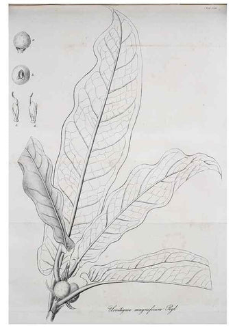 Reproducción/Reproduction 49689820508: Gartenflora.. Erlangen :F. Enke,1852-1940.. 