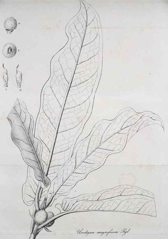 Reproducción/Reproduction 49689820508: Gartenflora.. Erlangen :F. Enke,1852-1940.. 