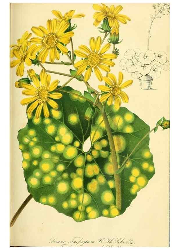 Reproducción/Reproduction 49690665812: Gartenflora.. Erlangen :F. Enke,1852-1940.. 