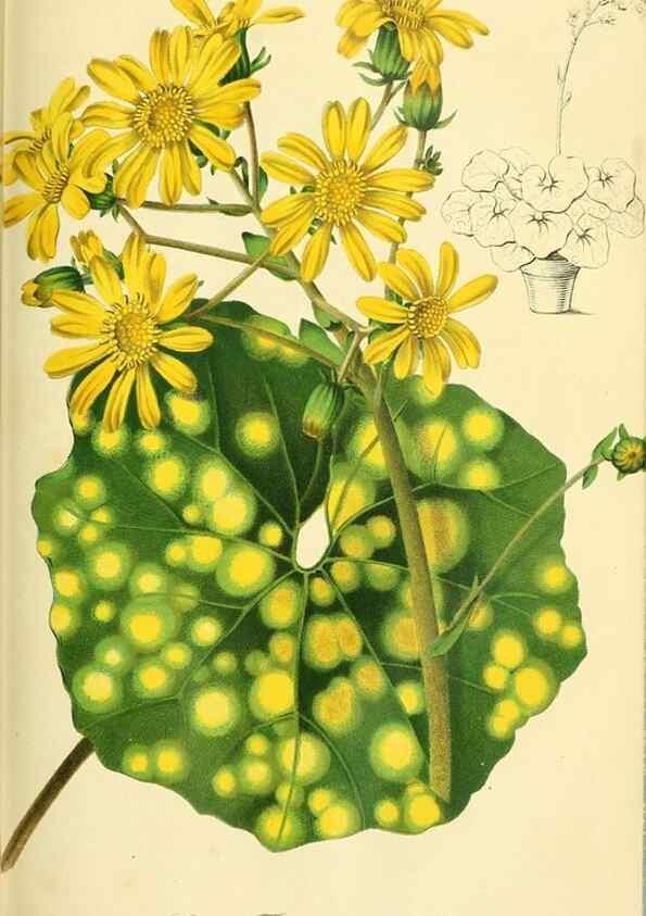 Reproducción/Reproduction 49690665812: Gartenflora.. Erlangen :F. Enke,1852-1940.. 