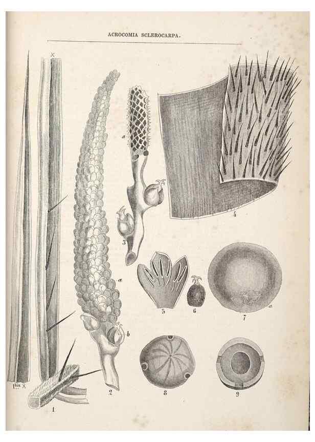 Reproducción/Reproduction 49689881218: L'Illustration horticole :. Gand, Belgium :Imprimerie et lithographie de F. et E. Gyselnyck,1854-1896.. 
