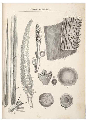 Reproducción/Reproduction 49689881218: L'Illustration horticole :. Gand, Belgium :Imprimerie et lithographie de F. et E. Gyselnyck,1854-1896.. 