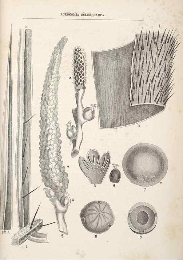 Reproducción/Reproduction 49689881218: L'Illustration horticole :. Gand, Belgium :Imprimerie et lithographie de F. et E. Gyselnyck,1854-1896.. 