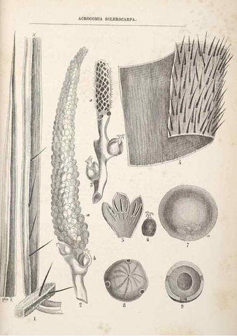 Reproducción/Reproduction 49689881218: L'Illustration horticole :. Gand, Belgium :Imprimerie et lithographie de F. et E. Gyselnyck,1854-1896.. 