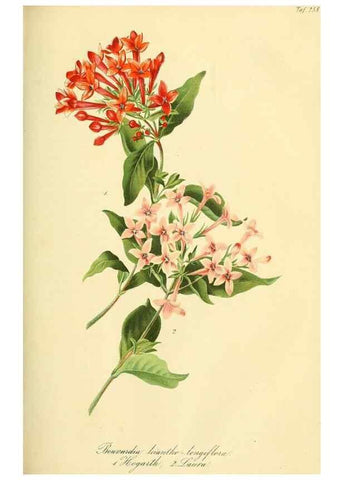 Reproducción/Reproduction 49690665962: Gartenflora.. Erlangen :F. Enke,1852-1940.. 