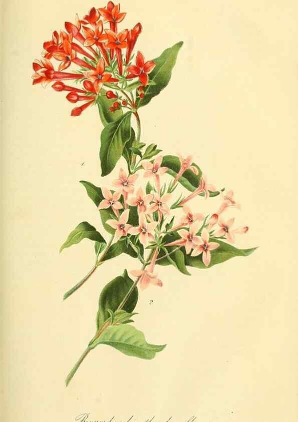 Reproducción/Reproduction 49690665962: Gartenflora.. Erlangen :F. Enke,1852-1940.. 