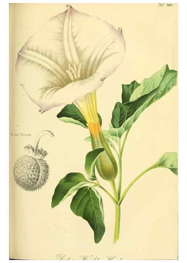 Reproducción/Reproduction 49690355321: Gartenflora.. Erlangen :F. Enke,1852-1940.. 