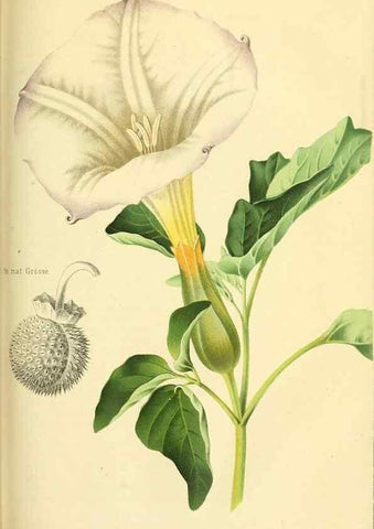 Reproducción/Reproduction 49690355321: Gartenflora.. Erlangen :F. Enke,1852-1940.. 