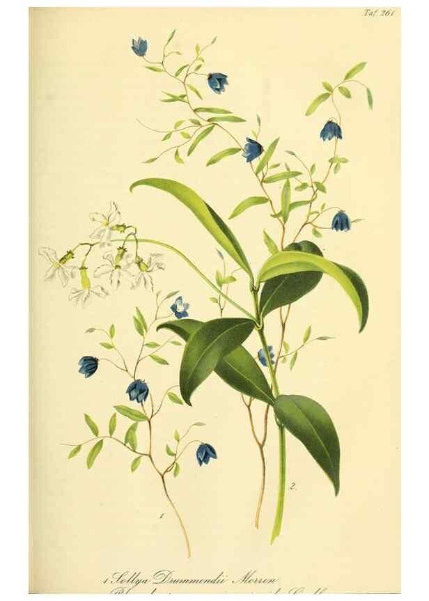 Reproducción/Reproduction 49689821403: Gartenflora.. Erlangen :F. Enke,1852-1940.. 