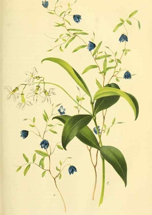 Reproducción/Reproduction 49689821403: Gartenflora.. Erlangen :F. Enke,1852-1940.. 
