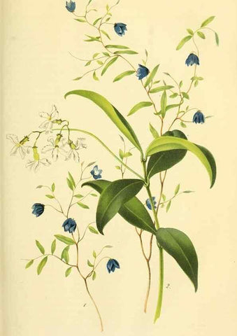 Reproducción/Reproduction 49689821403: Gartenflora.. Erlangen :F. Enke,1852-1940.. 