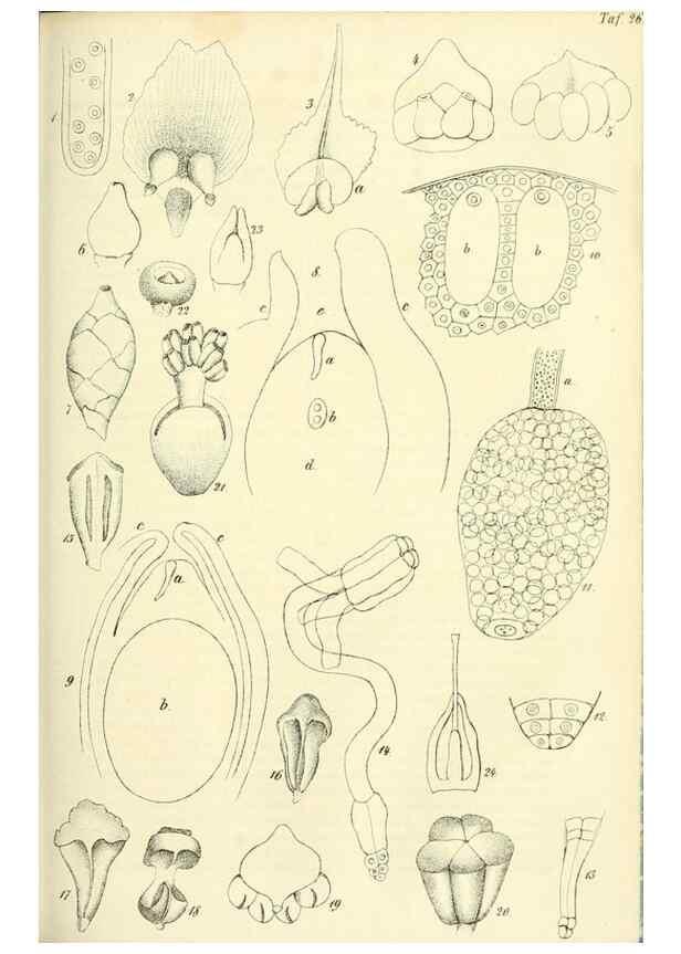 Reproducción/Reproduction 49689821608: Gartenflora.. Erlangen :F. Enke,1852-1940.. 