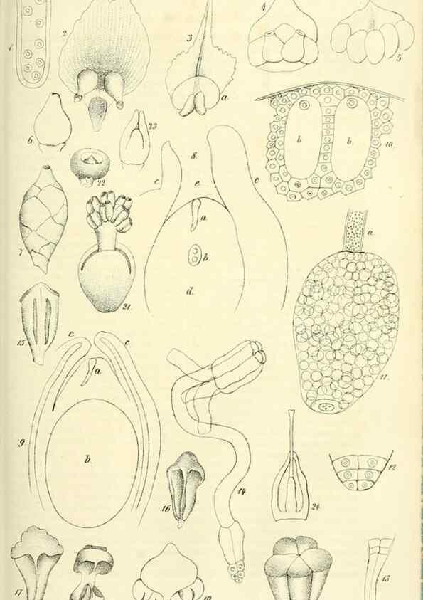 Reproducción/Reproduction 49689821608: Gartenflora.. Erlangen :F. Enke,1852-1940.. 