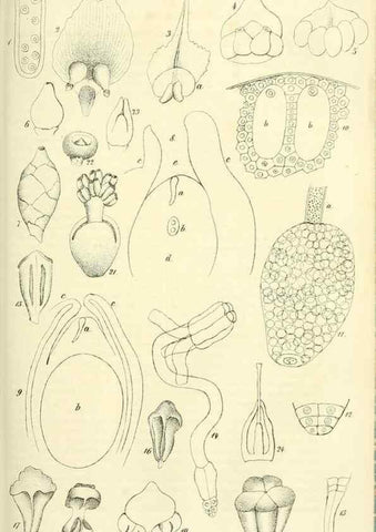 Reproducción/Reproduction 49689821608: Gartenflora.. Erlangen :F. Enke,1852-1940.. 