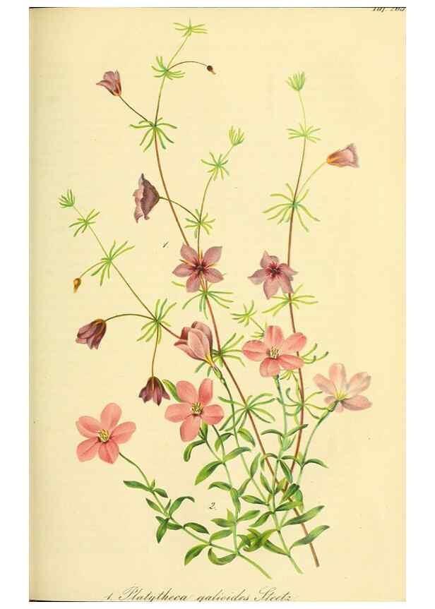 Reproducción/Reproduction 49689821768: Gartenflora.. Erlangen :F. Enke,1852-1940.. 